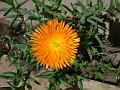 Golden Ice Plant